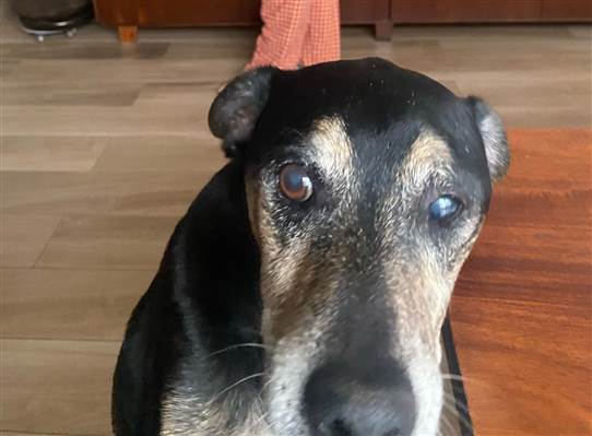 Cao - Macho Médio5 anos