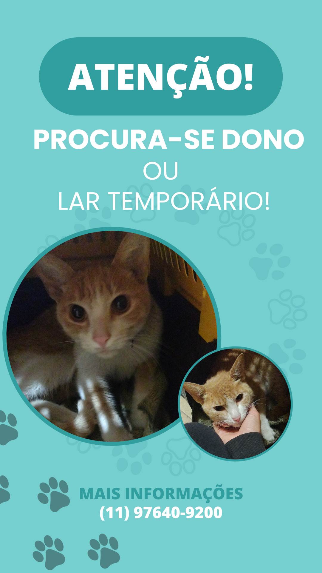 Gato dócil   encontrado | foto 3