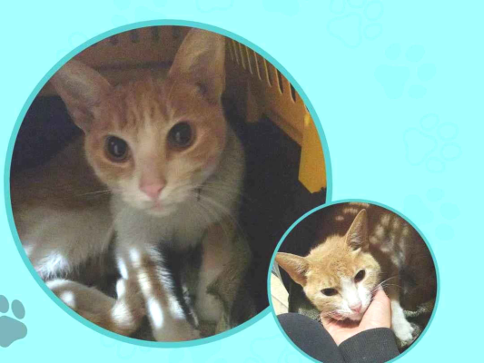 Gato SRD-ViraLata Pequeno 7-a-11-meses