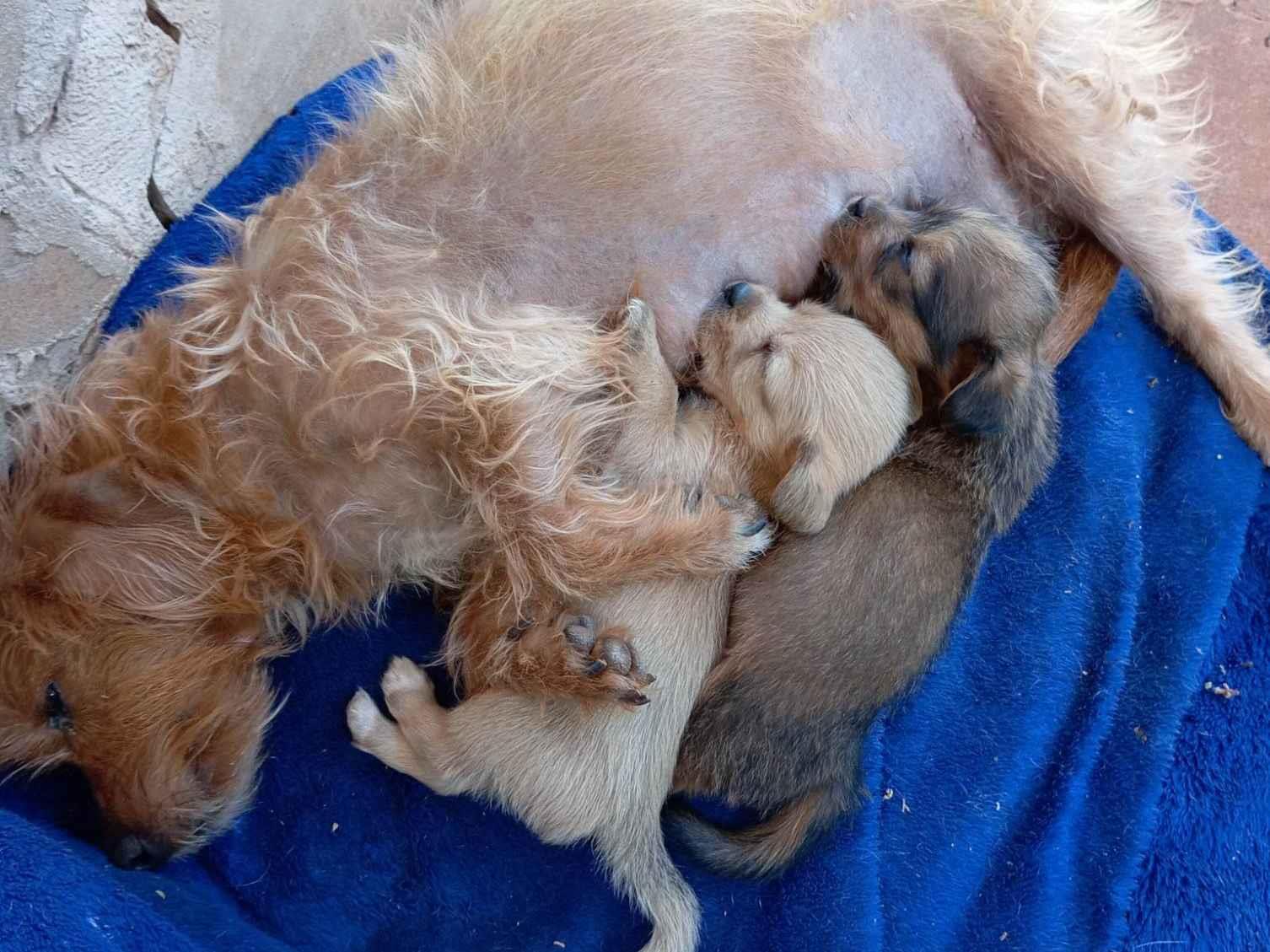 Sem nome   para adoção | foto 1