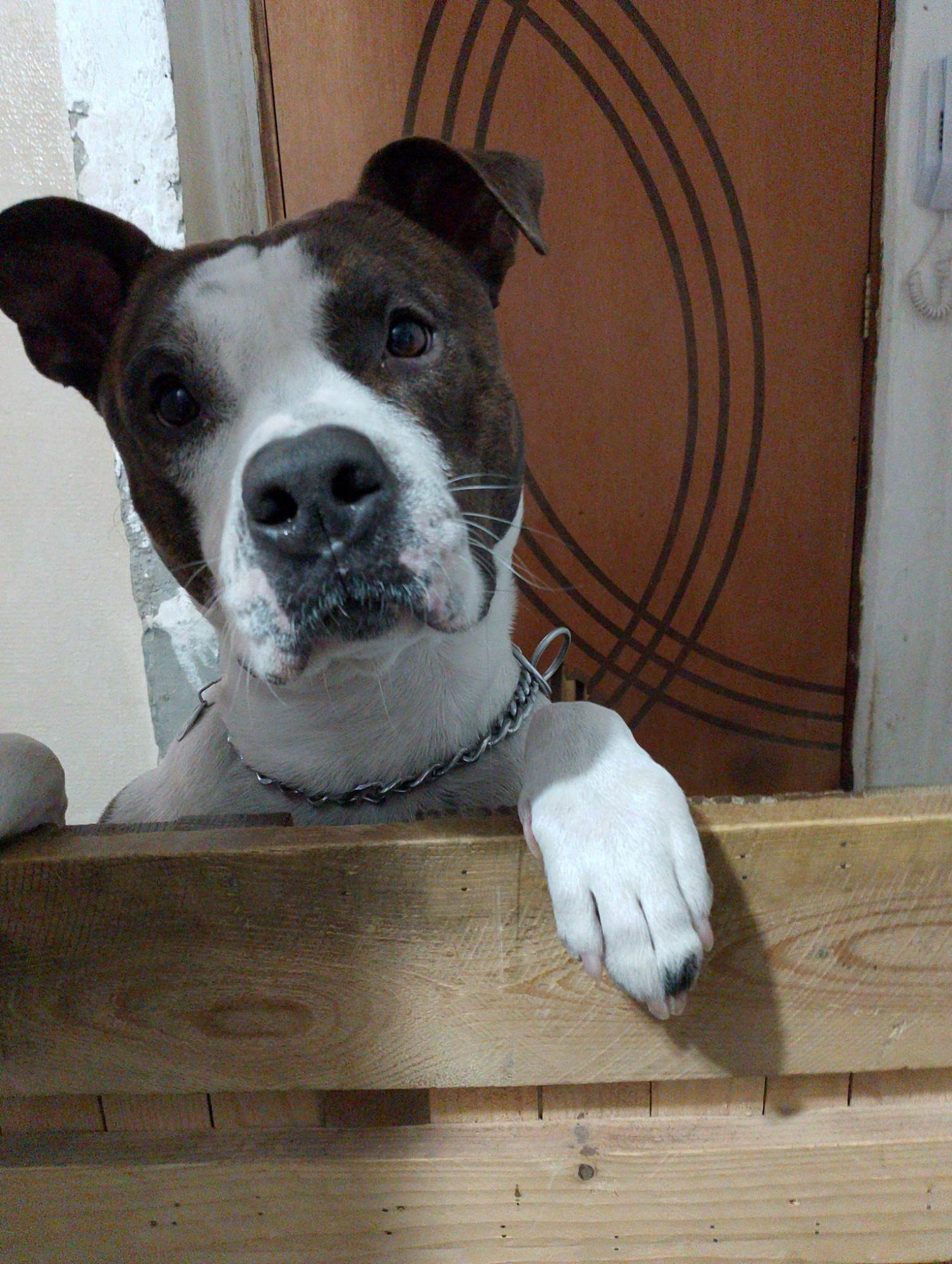 Bravo  para adoção | foto 4