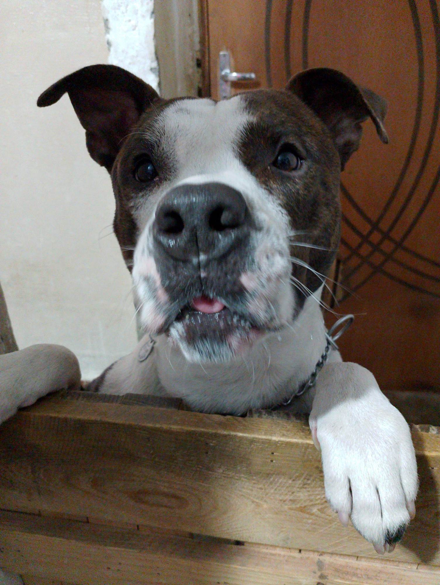 Bravo  para adoção | foto 5