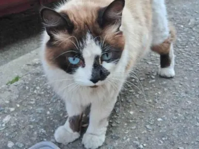 Gato SRD-ViraLata Pequeno 2-anos