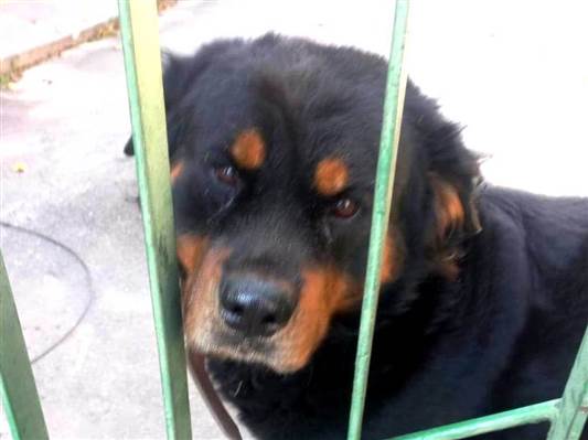 Cao Rottweiler Grande 2-anos