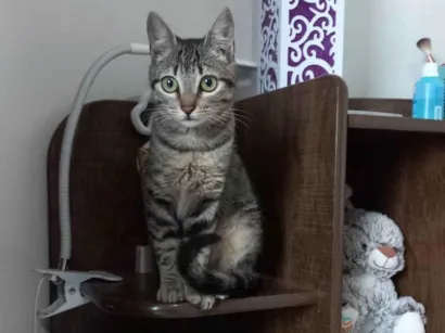 Gato SRD-ViraLata Pequeno 2-anos