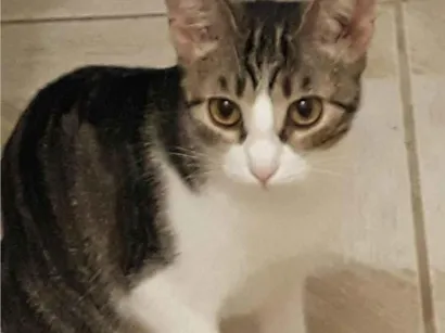 Gato SRD-ViraLata Medio 6-anos-Acima