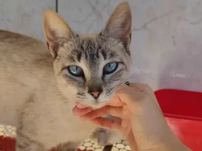 Gato Siamês Pequeno 4-anos
