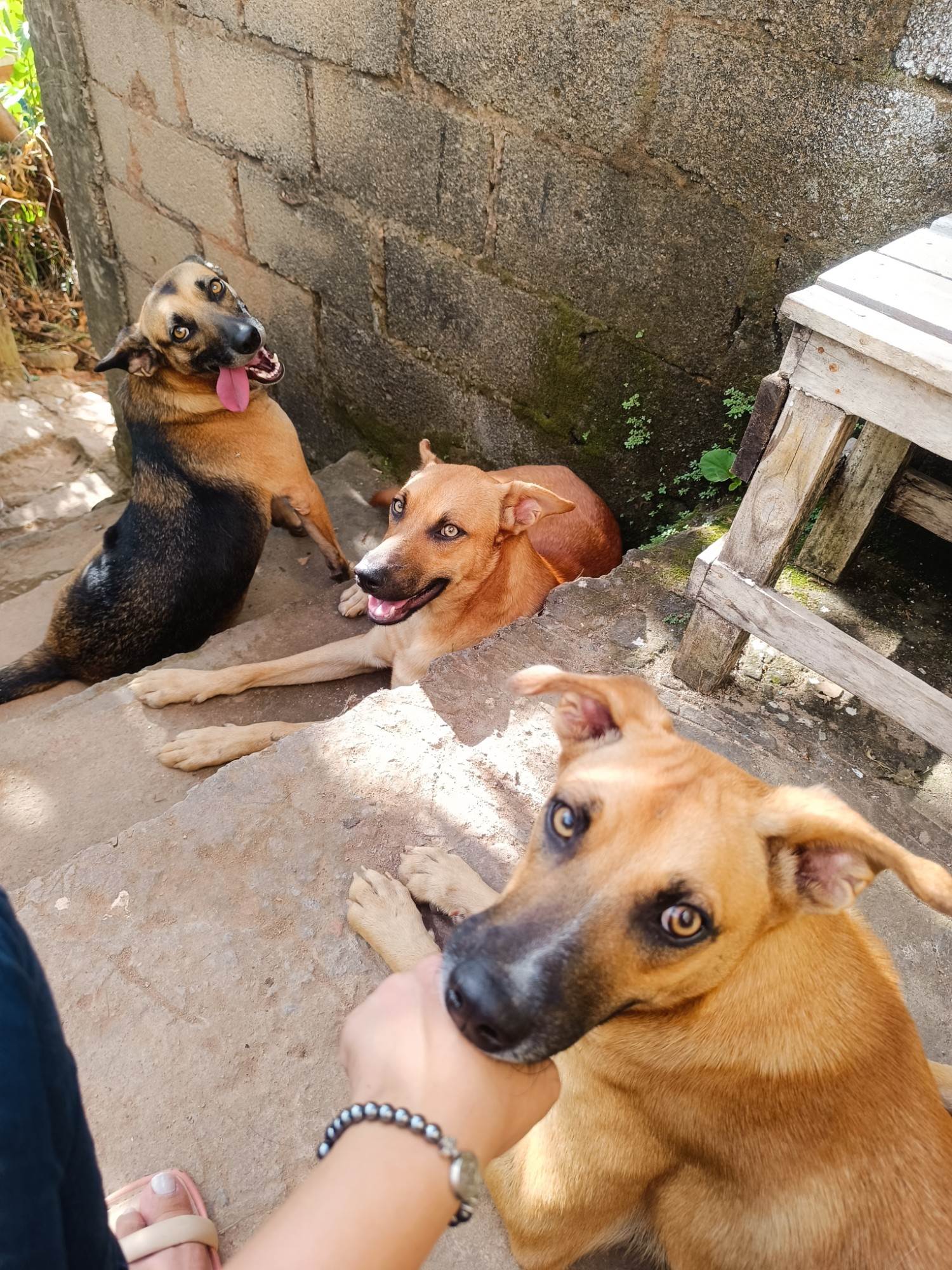 Manchinha e Pretinho   para adoção | foto 4