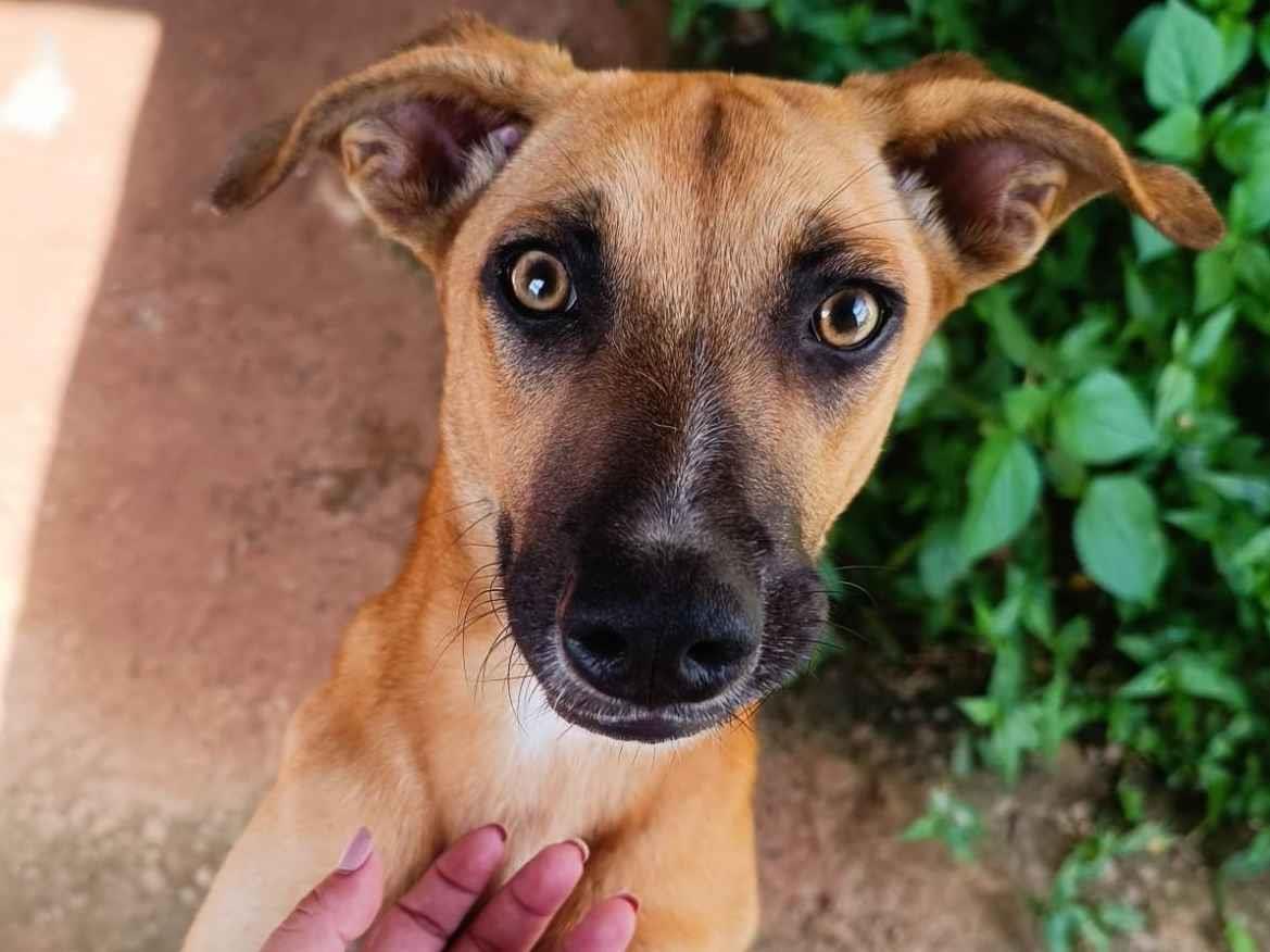 Manchinha e Pretinho   para adoção | foto 10
