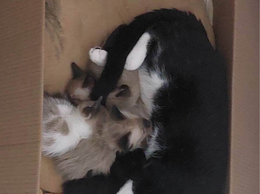 Não tem nome  para adoção | foto 2