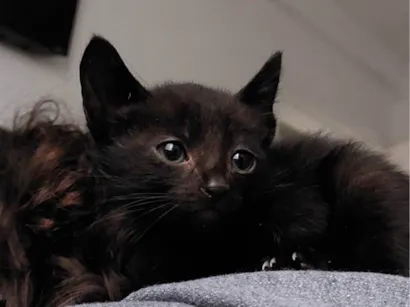 Gato SRD-ViraLata Medio 2-a-6-meses
