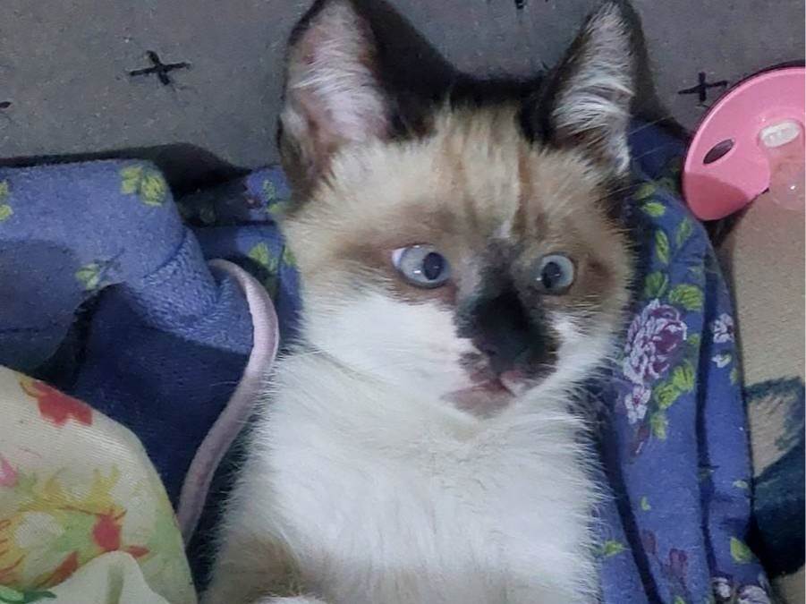 Não tem nome  para adoção | foto 4