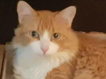 Gato SRD-ViraLata Medio 6-anos-Acima