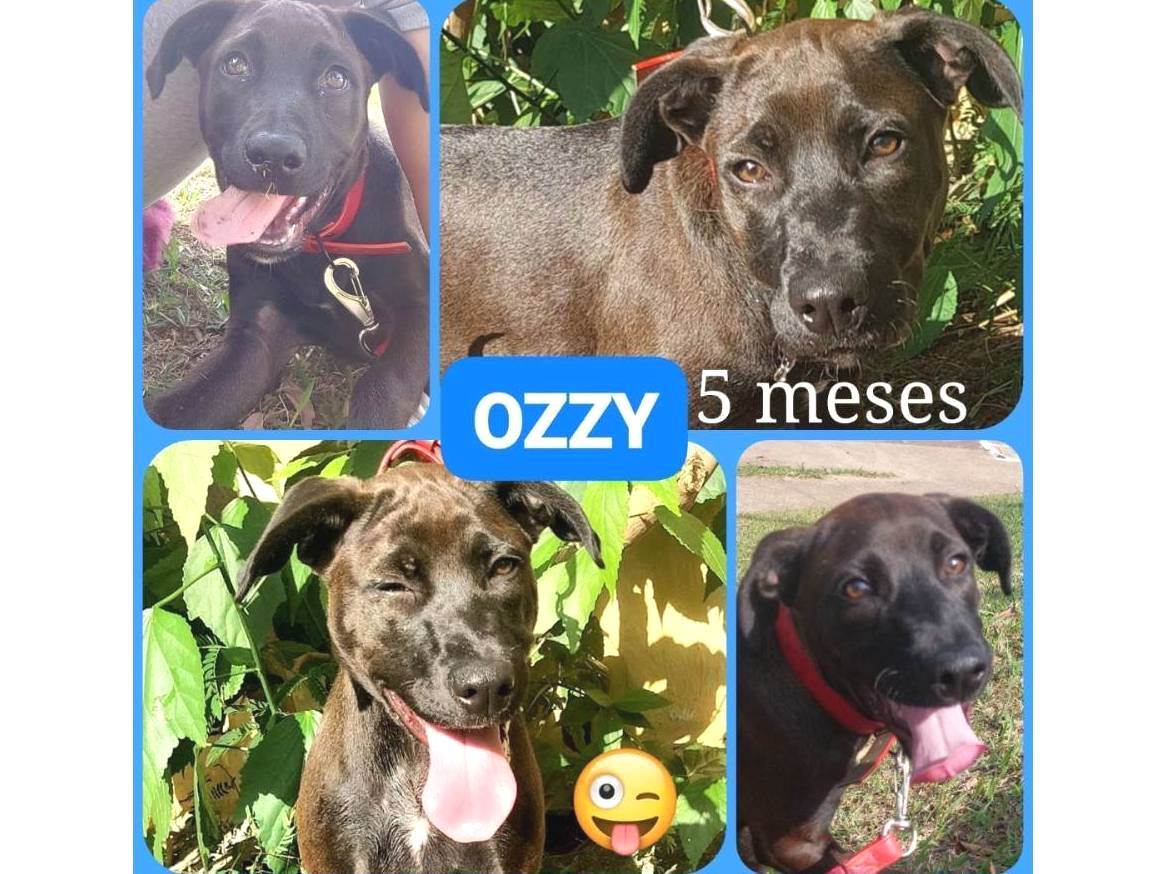 Ozzy  para adoção | foto 10