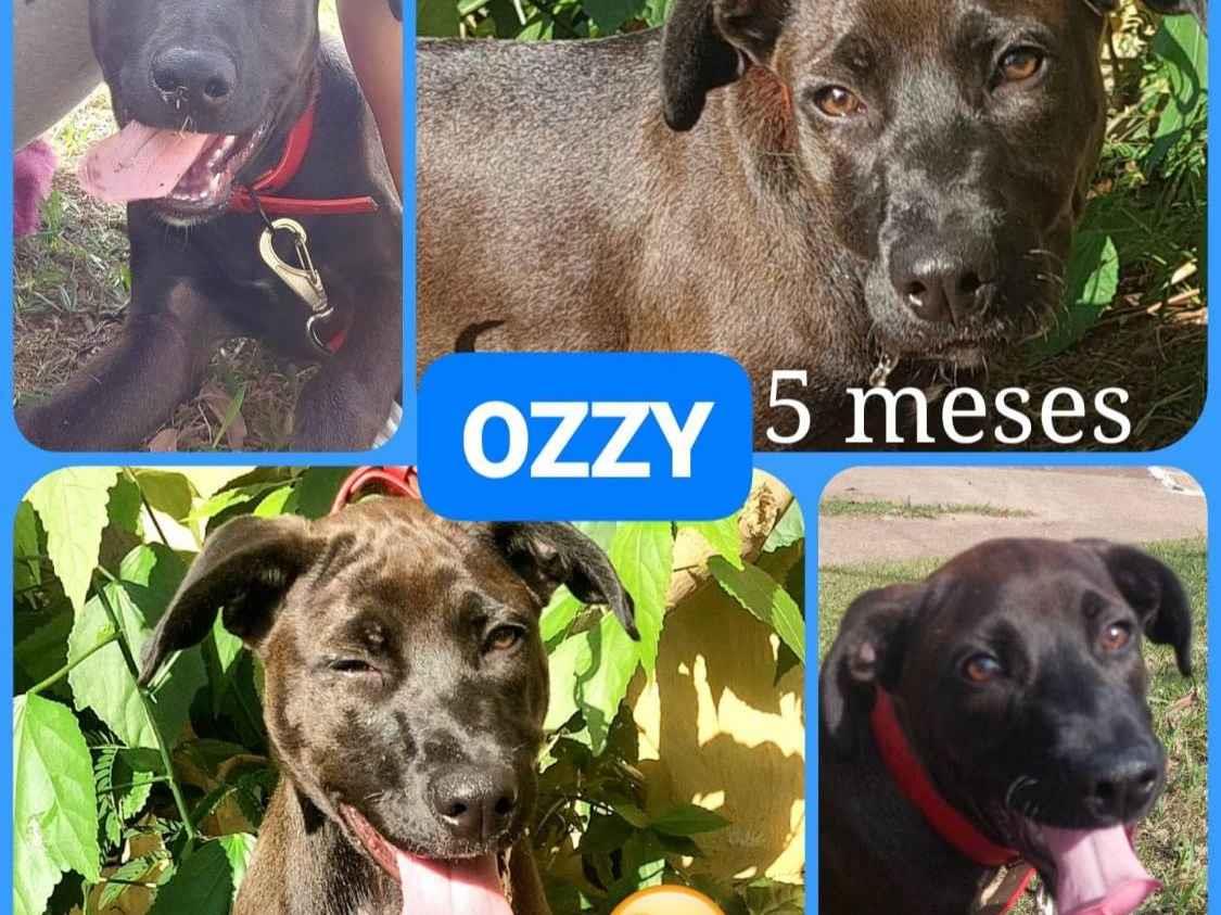 Ozzy  para adoção | foto 1