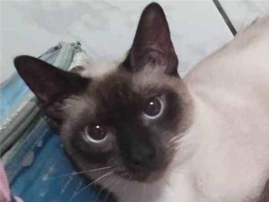 Gato Siamês Pequeno 1-ano