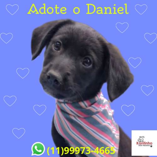 Daniel  para adoção | foto 2