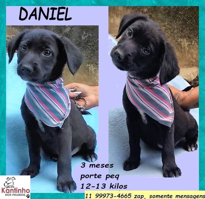 Daniel  para adoção | foto 6