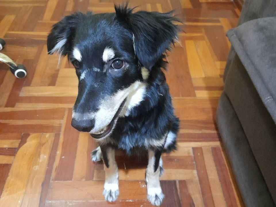 Meg  para adoção | foto 1