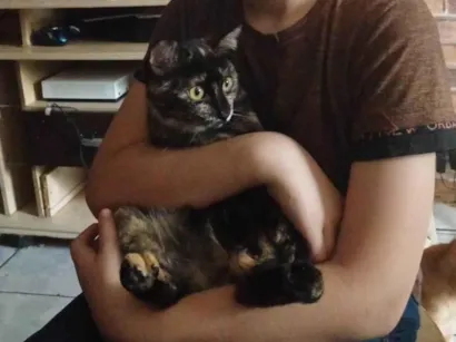 Gato SRD-ViraLata Pequeno 7-a-11-meses
