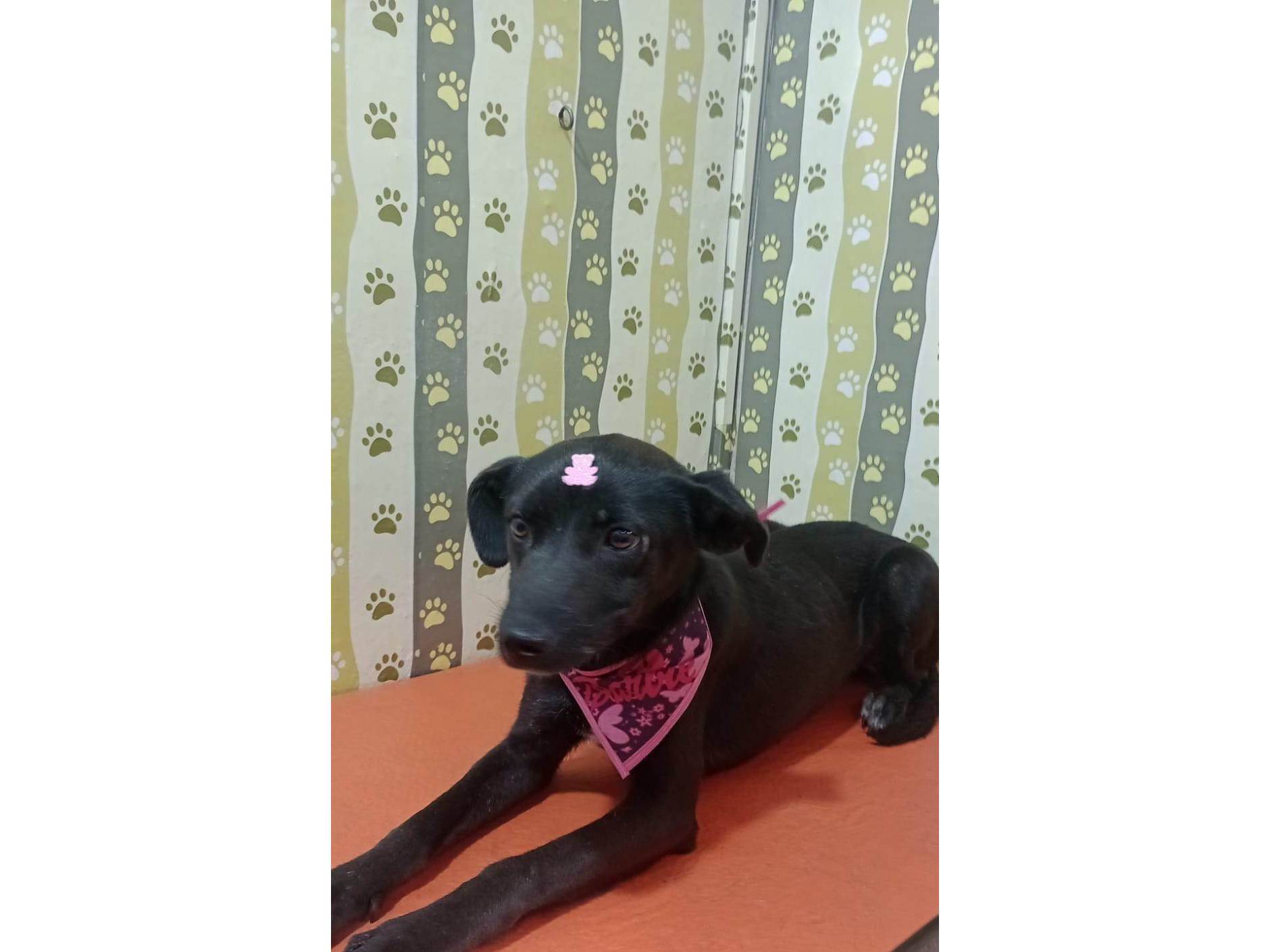 Bebel  para adoção | foto 5