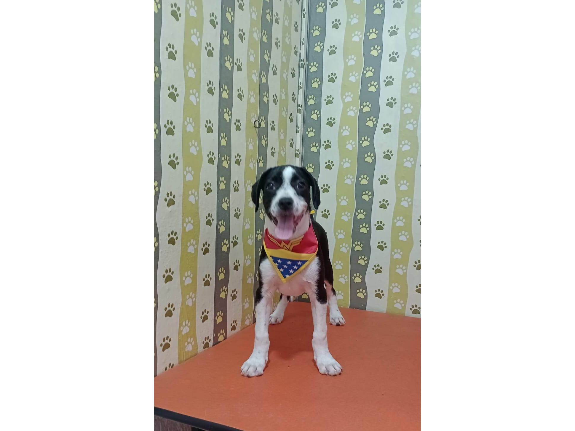 Tyfani  para adoção | foto 4