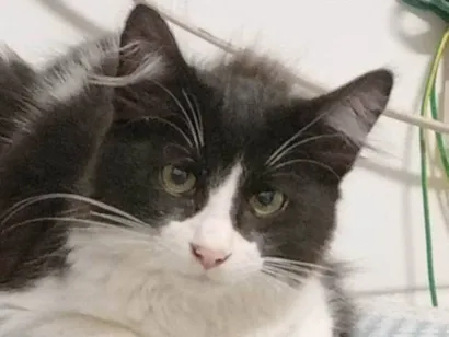 Gato SRD-ViraLata Medio 7-a-11-meses