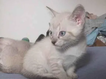 Gato SRD-ViraLata Pequeno Abaixo-de-2-meses