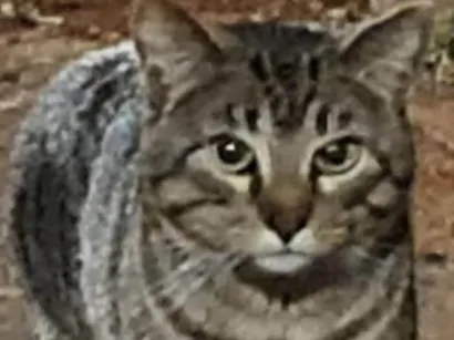 Gato SRD-ViraLata Medio 1-ano