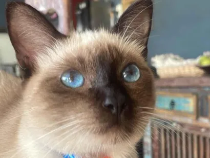 Gato Siamês Medio 7-a-11-meses
