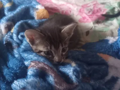 Gato SRD-ViraLata Pequeno Abaixo-de-2-meses