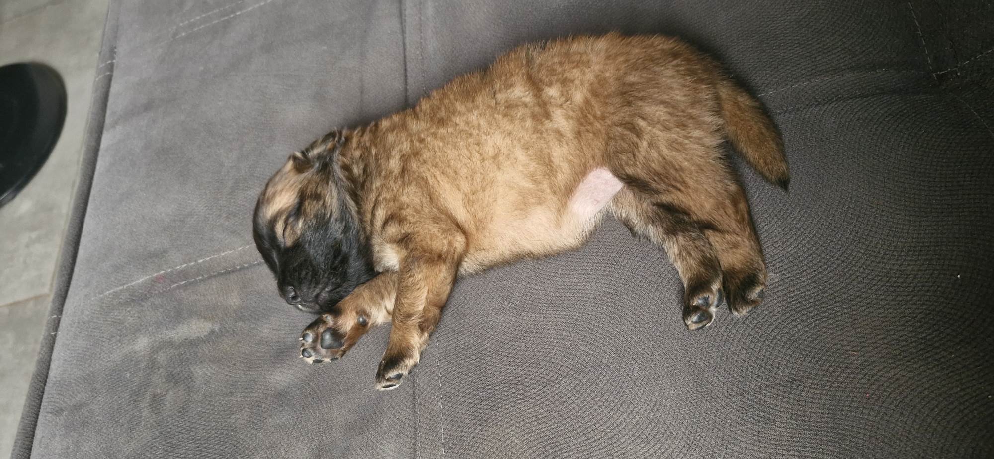 Ulli  para adoção | foto 6