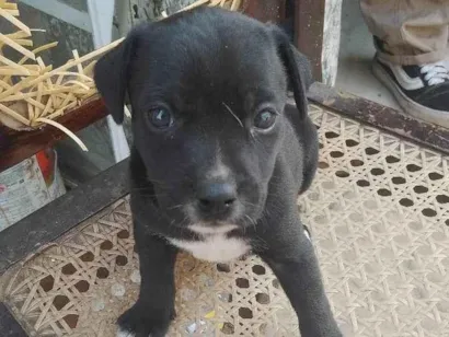 Cao SRD-ViraLata Medio Abaixo-de-2-meses