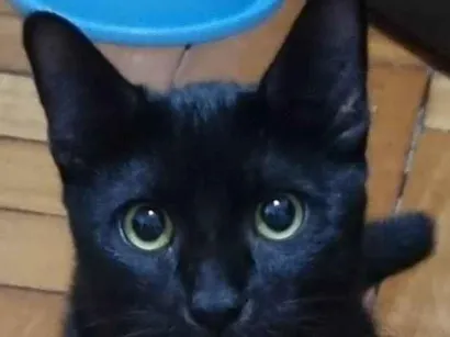 Gato SRD-ViraLata Medio 1-ano