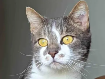 Gato SRD-ViraLata Medio 6-anos-Acima