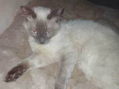 Gato SRD-ViraLata Pequeno 7-a-11-meses