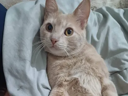 Gato SRD-ViraLata Medio 7-a-11-meses