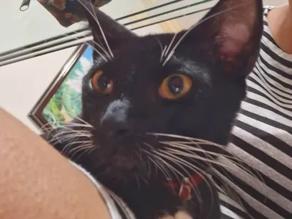 Gato SRD-ViraLata Medio 2-anos