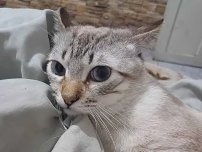 Gato SRD-ViraLata Pequeno 1-ano