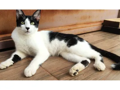 Gato SRD-ViraLata Medio 1-ano
