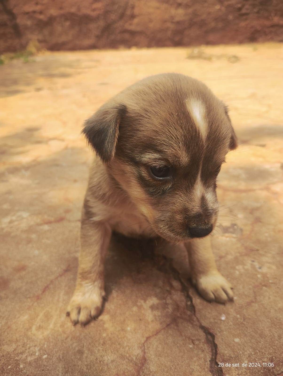 Sem Nome  para adoção | foto 6