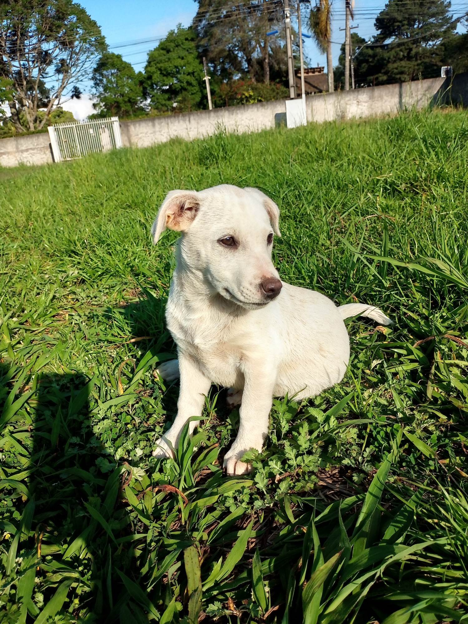 Menina branquinha   para adoção | foto 2