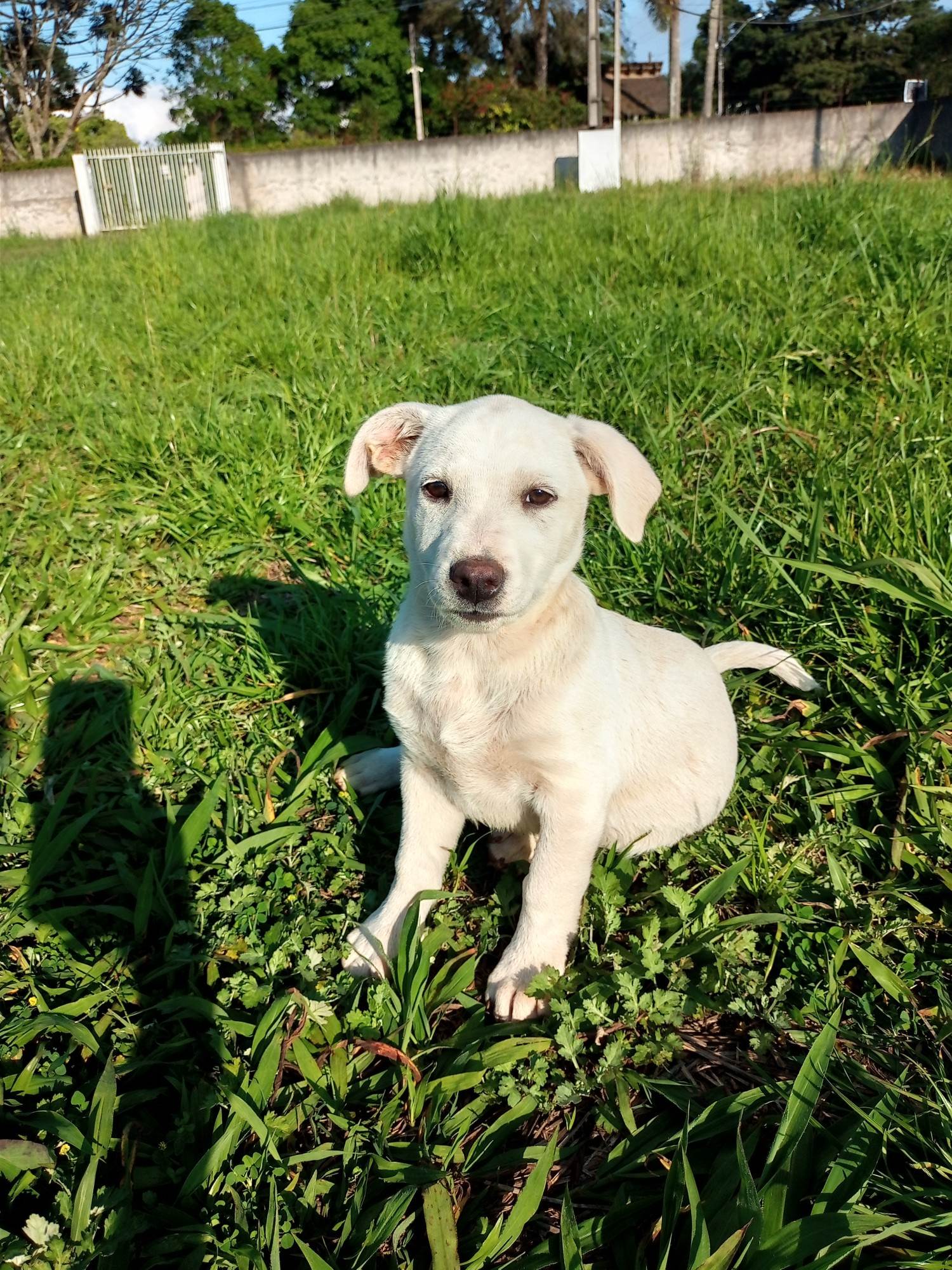 Menina branquinha   para adoção | foto 3