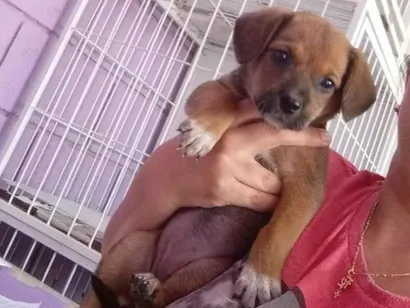Cao SRD-ViraLata Medio Abaixo-de-2-meses