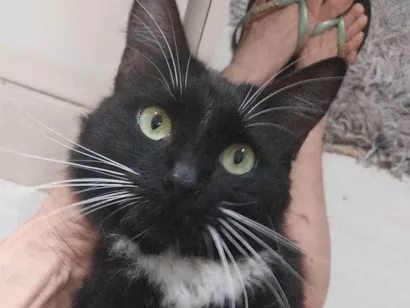 Gato SRD-ViraLata Pequeno 3-anos