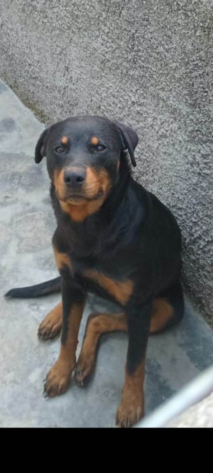 Fiona  para adoção | foto 3