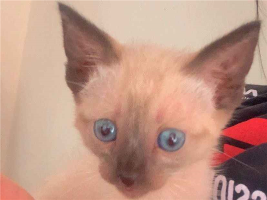 Gato Siamês Pequeno Abaixo-de-2-meses