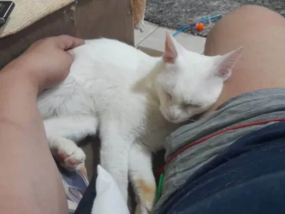 Gato SRD-ViraLata Pequeno 2-a-6-meses