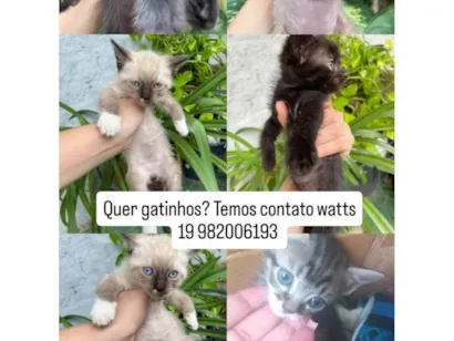 Gato SRD-ViraLata Pequeno Abaixo-de-2-meses