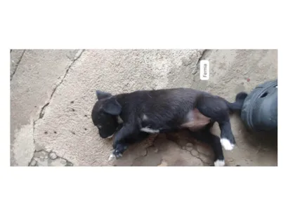 Cao SRD-ViraLata Medio Abaixo-de-2-meses